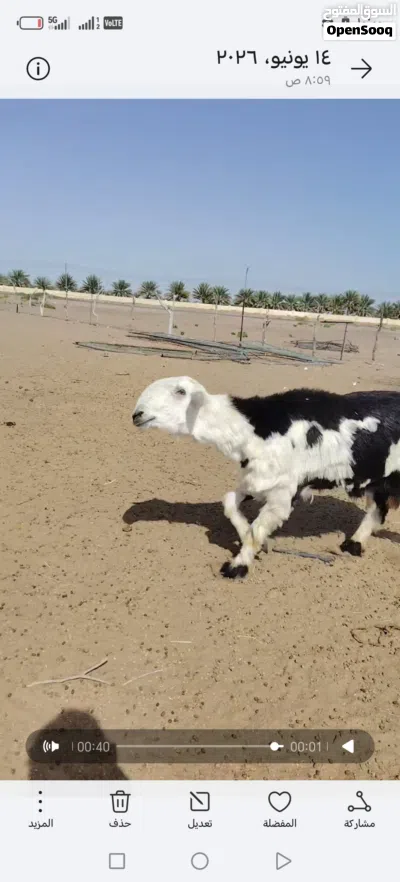 كبش نقدي عملاق كبير بيور نقدي اصل للبيع 3