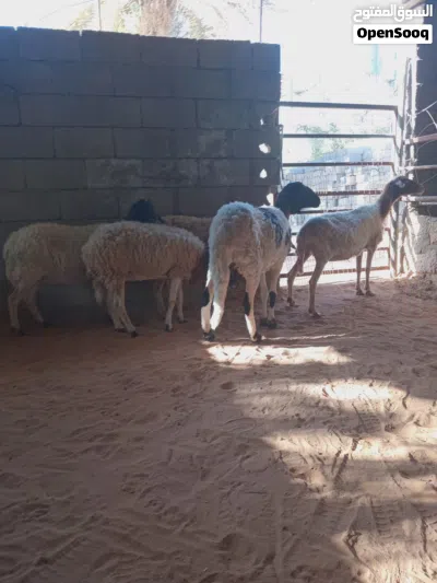 5 نعاج .. فيهم ثلاثه عشار 2