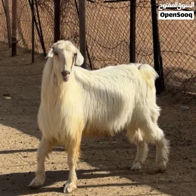 تيس فحل من حلال الجواميد 3