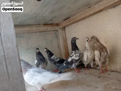 Pigeons for sale grain 1.500 2
