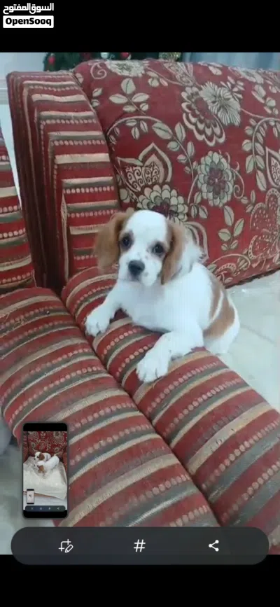 Charles king cavaliers 3-and half moths male and female available 4