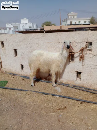 للبيع حمله نجدي أصل رمليه تابع الوصف 2