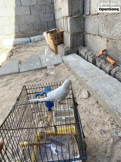 عصفور بقلينو مروض داخلي 4