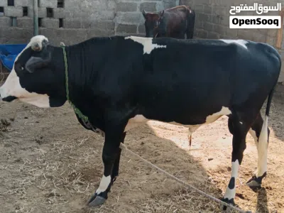 ثور حلال الدار 2