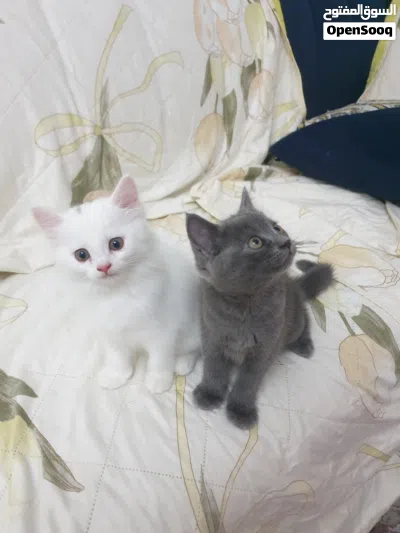 cute kittens for sale 3