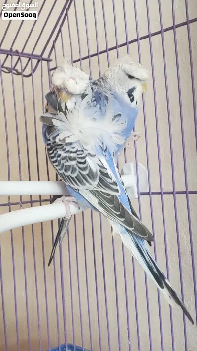 زوج بادجي فلل أنصاص مستويات تحف 4