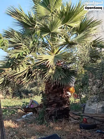 شجرة زينه وشنطونيا ارتفاع 5َ متر 2