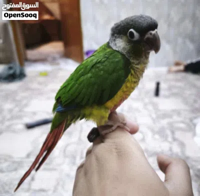 كنيور كرين شيك جدا اليف وجميل 2