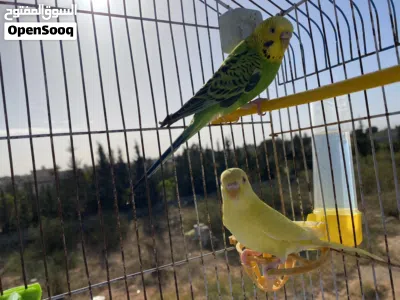 كوبيا بقلينو 4