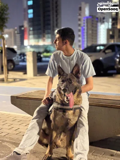 جيرمن شيبرد سيبل 3