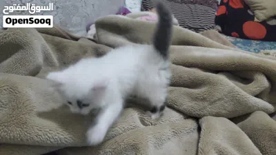قط مااعرف نوعة مثل ماموضح بصورة 3