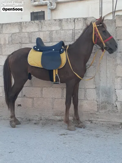 حصان عمره سنتين ونص ساغ سلم قطعه صلاة النبي عليه دم حامي ركوب نخب اول للبيع 3