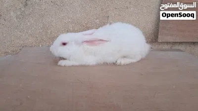 أرانب عمانيه 2
