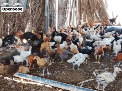 دجاج عماني للبيع 2