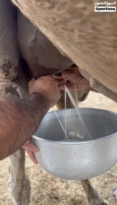 ناقه مهريه للبيع 2