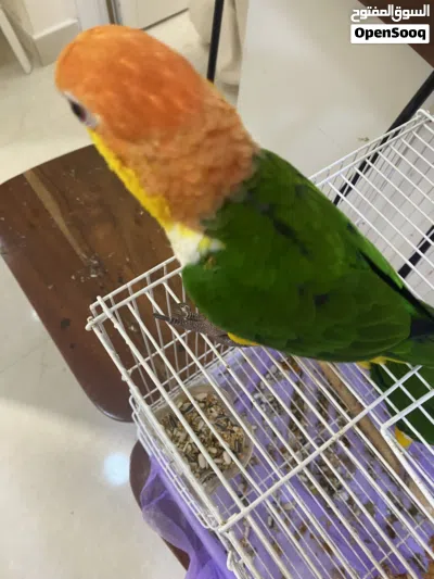 كايكي وايت بلي 4