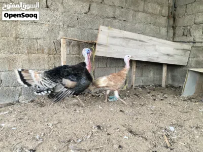 طيور الرومي 2