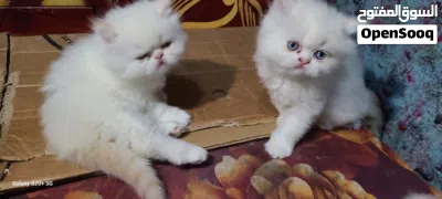 هملايا اورنج بوينت 4