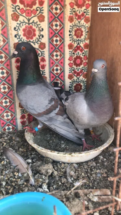 الببببييييع 3