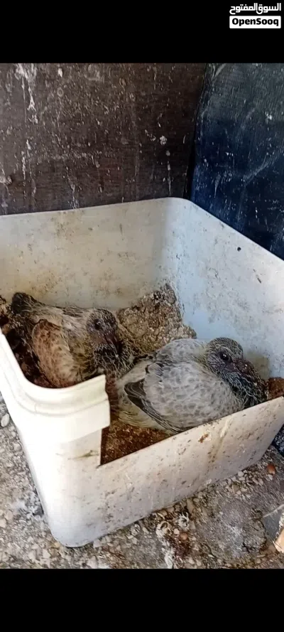 3 جواز زواجل بسعر حرق 2