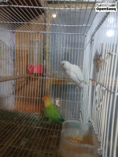 زوج غندوره 2
