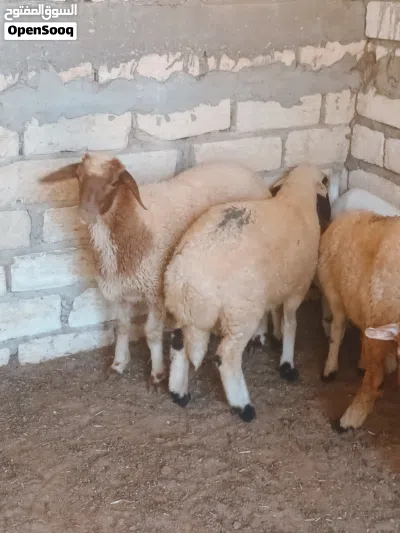 3 فطايم عز ماتكسب الله يبارك فطايم عود وقفا ماشاء الله 2