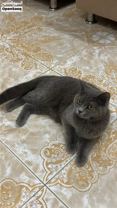 * قطط ذكر وأنثى 2