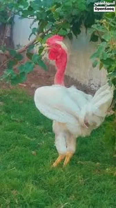 مطلوب ديك فرنساوي لون ابيض 4