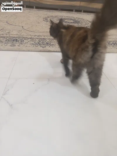 قط شيرازي للبيع ذكر 4