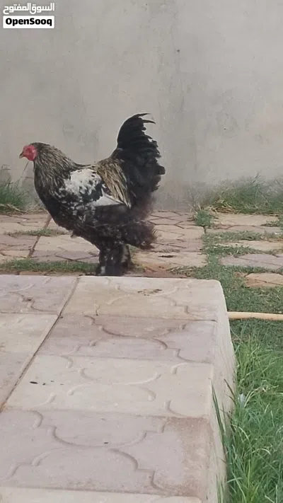 كوبيات براهما درجة ونظافة 3