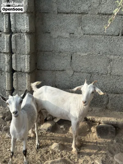 للبيع صخلات مال صلاله 2