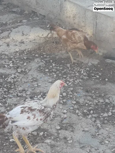 دجاج باكستاني سندي 2