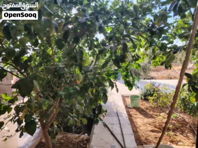 فرصة استثمارية نادرة - مزرعة مميزة للبيع في بلعما / طريق النمرة 2