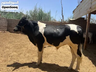 عجول كلمن وسعره البصره 2