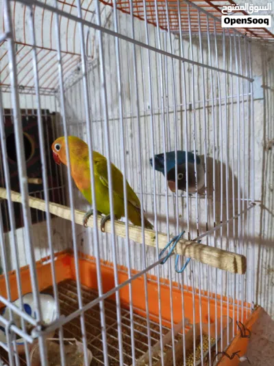 طيور غندورات للبيع 4