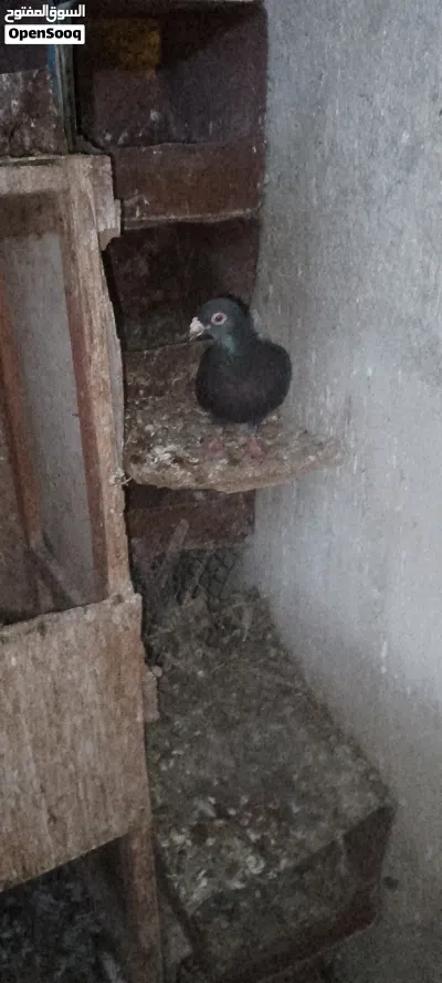 جواز بلديات واجنبي 4