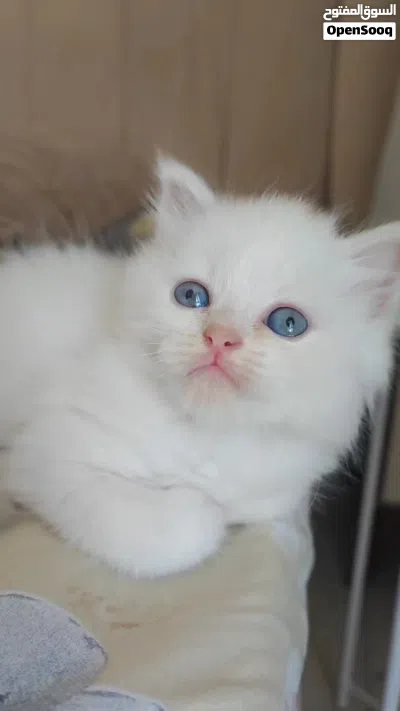 صغار الهملايا ذكر 4