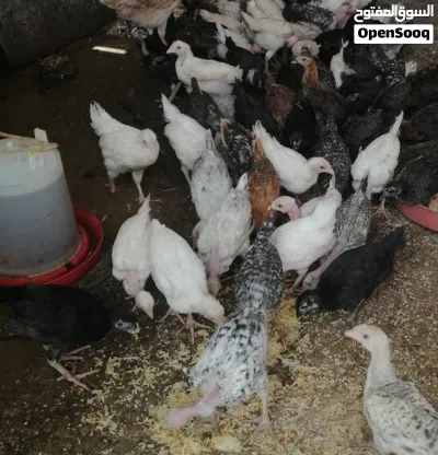 صيصان دجاج عماني للبيع عمر شهرين 2