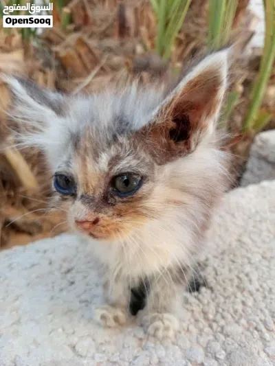 قطه نوع شيرازي 3 بـ350 دينار 3