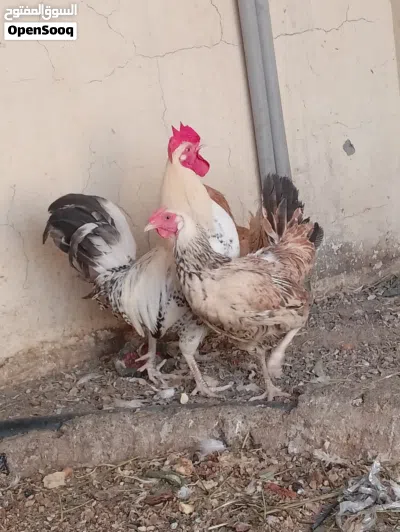 دجاج بياض للبيع 3