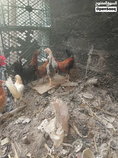 دجاج عماني 2