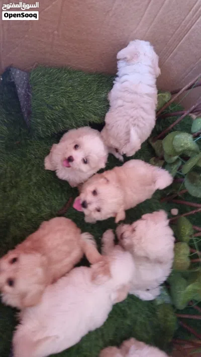 جرواي مالتيبو Maltibo puppy 2