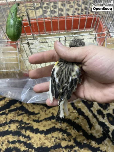 طيره مهرج برتغالي جاهزه فل بتجنن 2