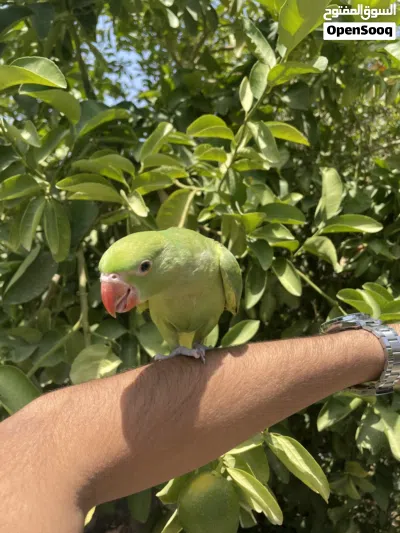 ببغاء دره اليفه 4