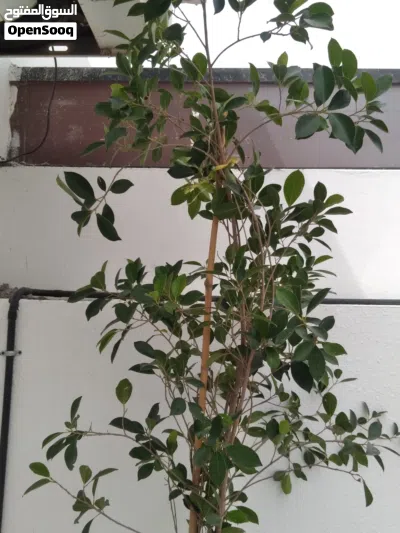 undefined 2