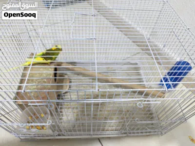 Budgie birds 3