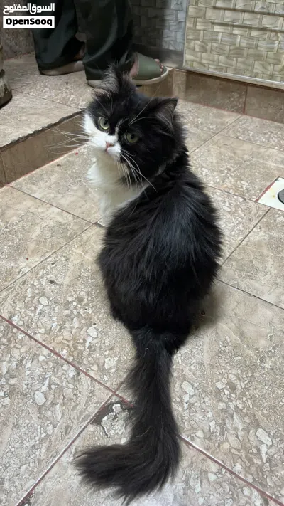 Persian going for cheap price 2