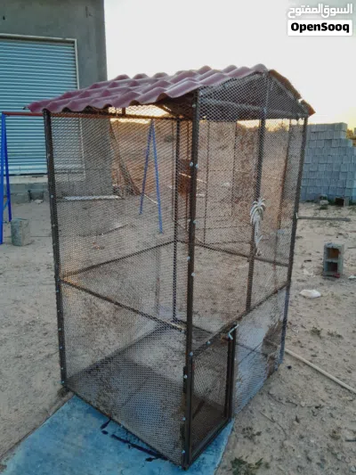 سزنة طيور حاجة منظمة 2