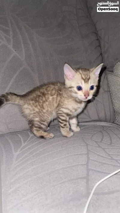 قطط بنقال بنغال للبيع 4