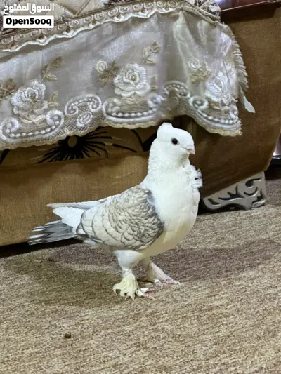 حمام اااااا 2